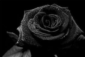 Turkse zwarte roos | Evisumturkije-aanvragen.nl